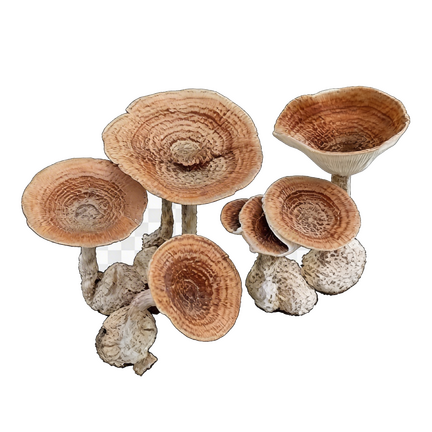 Tiger Milk Mushroom Tiger Milk Mushroom, Lignosus rhinocerotis