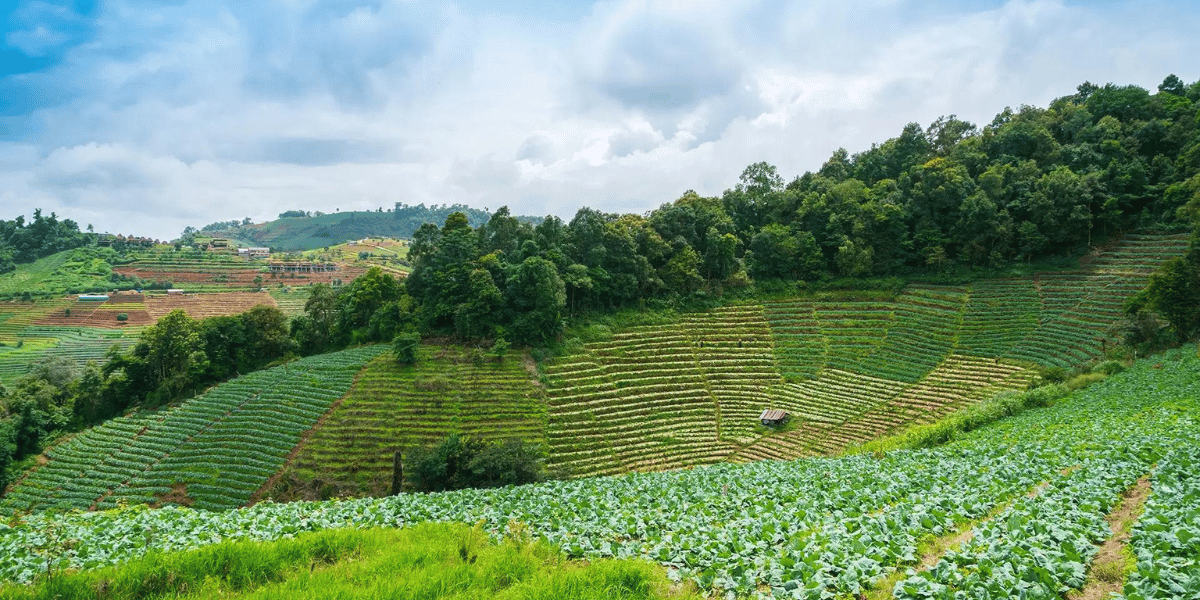 Ratusan Bentong Ginger Plantation